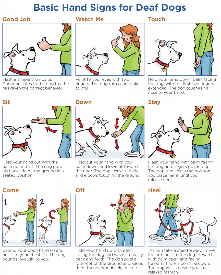 Deaf Dog Training Hand Signals Menswriters