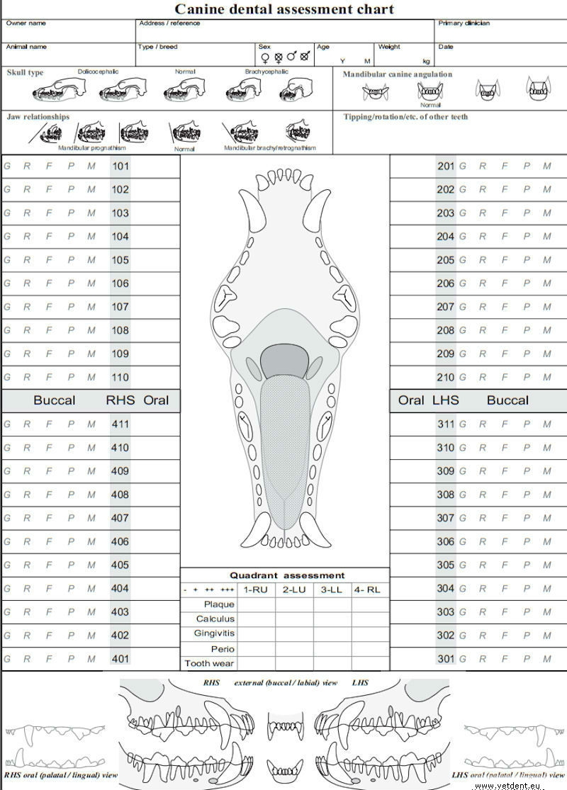 Printable Canine Dental Chart