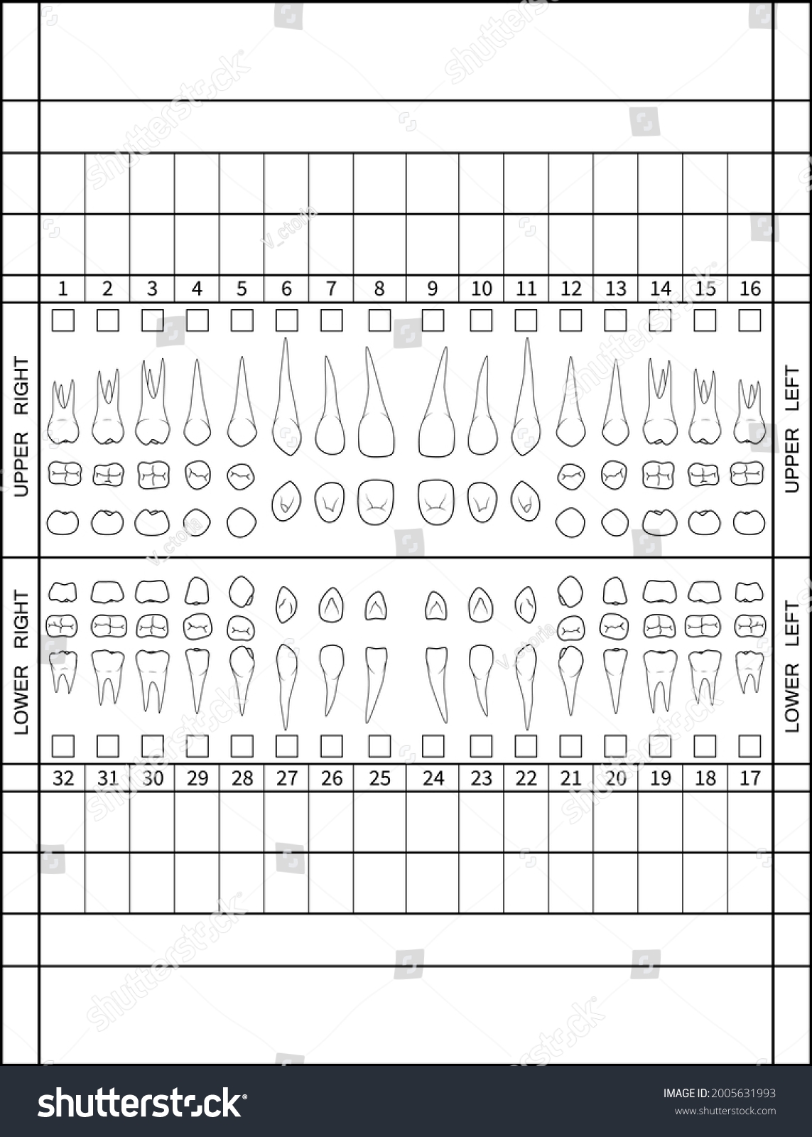 Dental Chart Human Teeth Roots Numbering Stock Vector Royalty Free 2005631993 Shutterstock