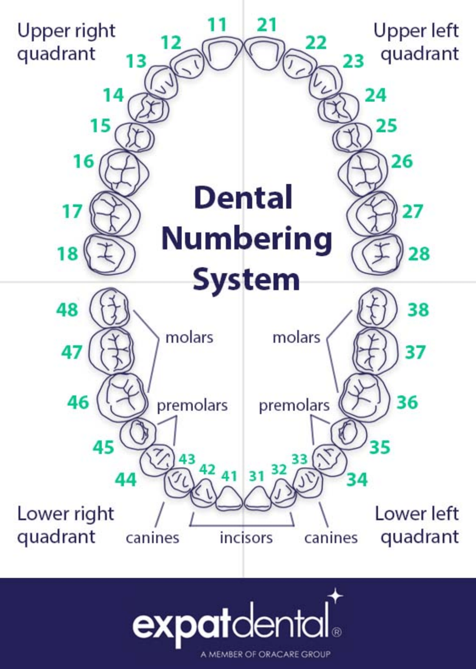 Printable Numbered Tooth Chart