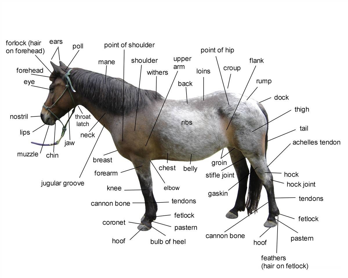Diagram Of Horse Body Parts Worksheets Library