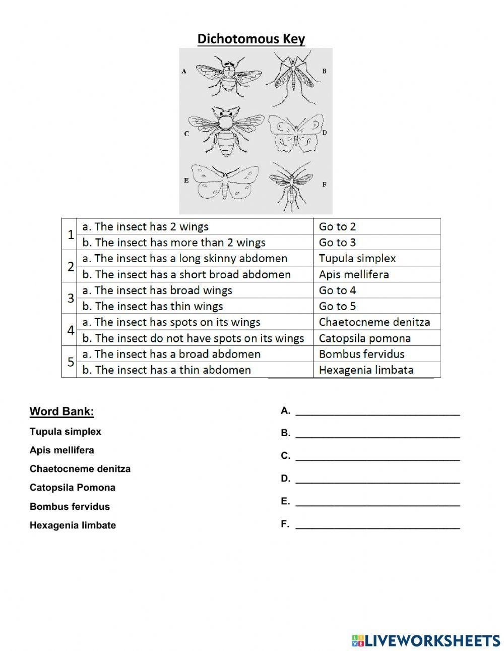 Dichotomous Key Activity Live Worksheets Worksheets Library