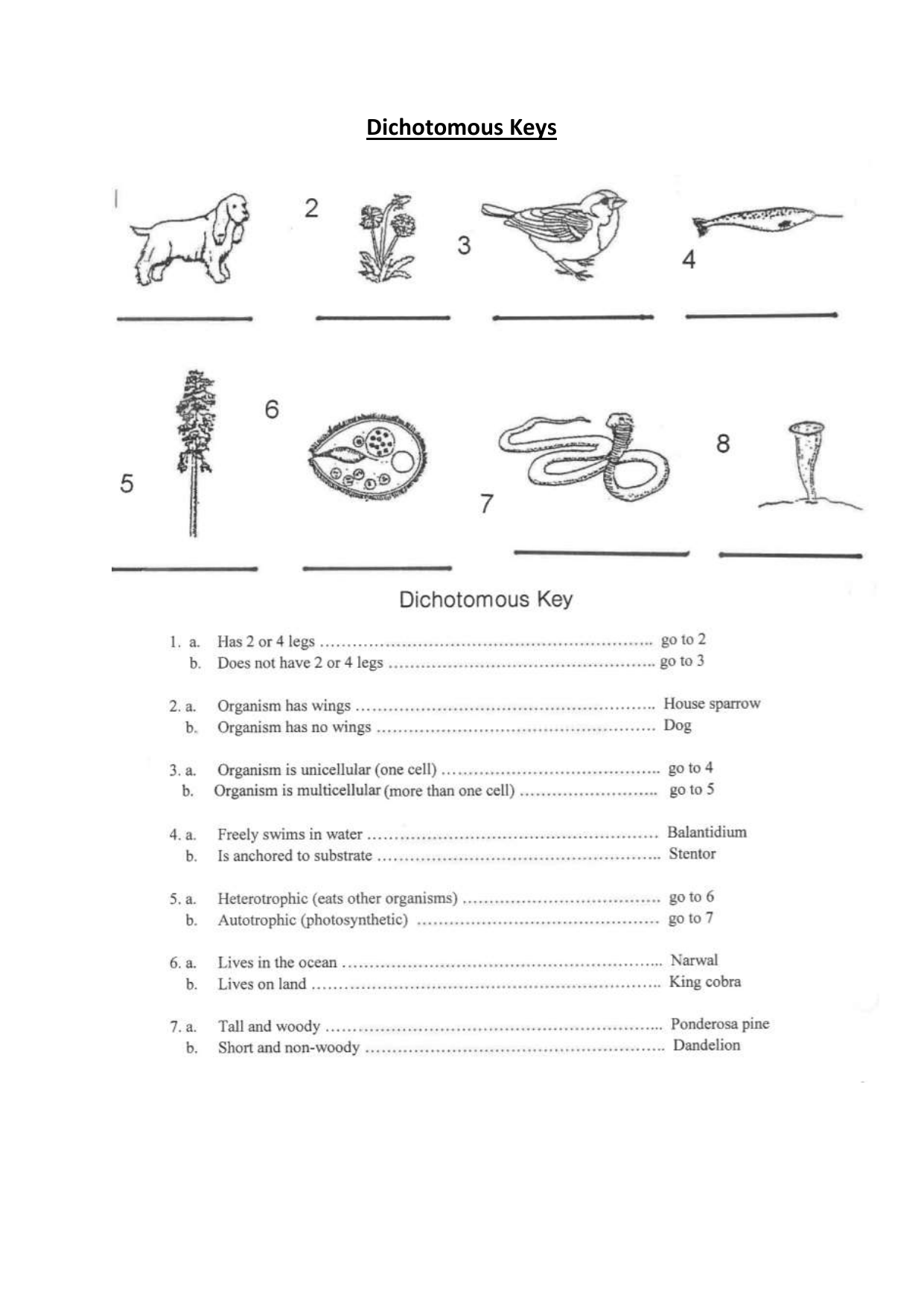 Dichotomous Keys Worksheet Worksheets Library