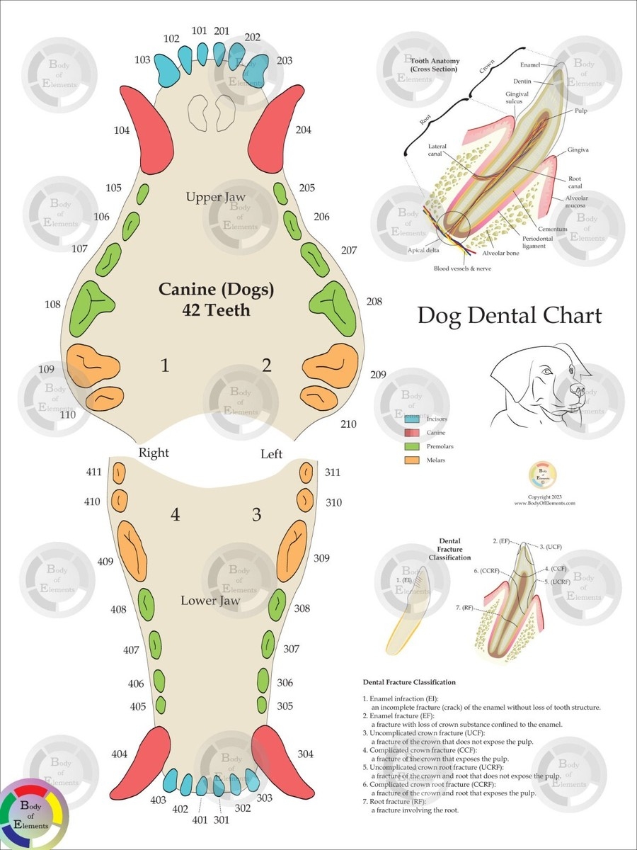 Printable Puppy Teeth Chart