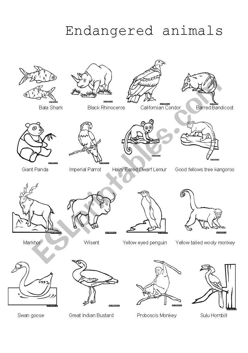 Endangered Animals Pictionary ESL Worksheet By Isabella bel