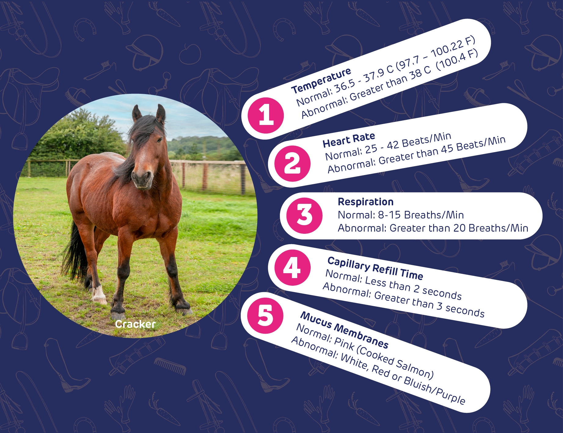 Printable Horse Vital Signs Chart