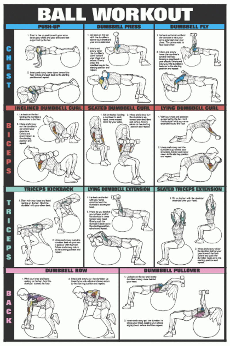 Exercise Charts For Stability Ball Balance Ball Swiss Ball And Bosu HubPages