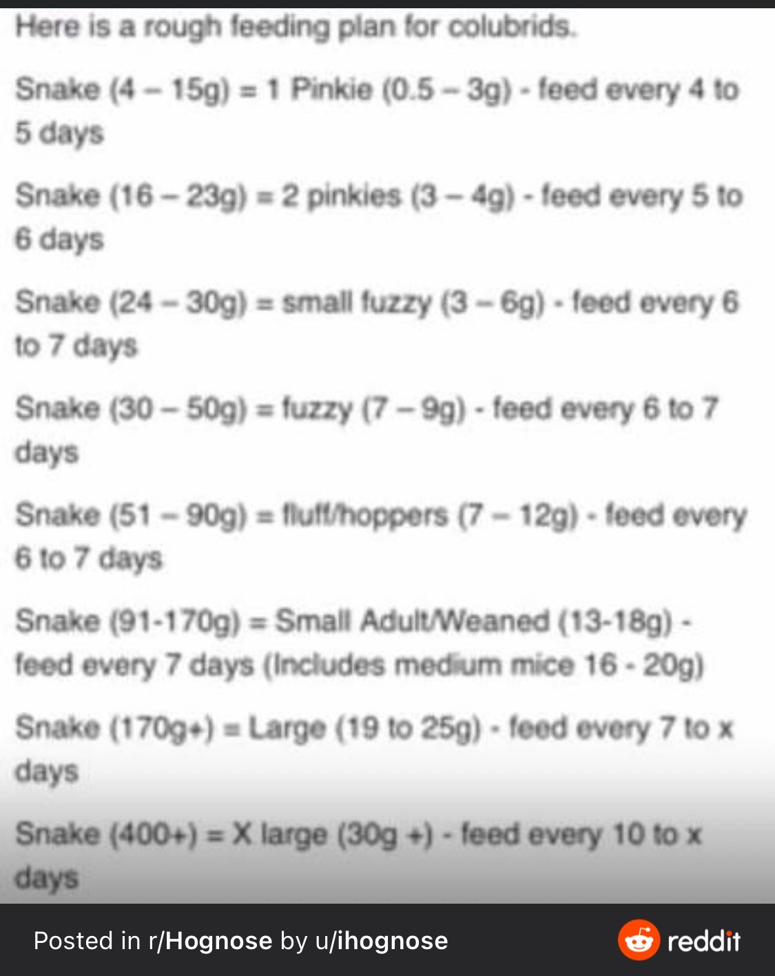 Feeding Upgrade Hognose Snakes MorphMarket Reptile Community