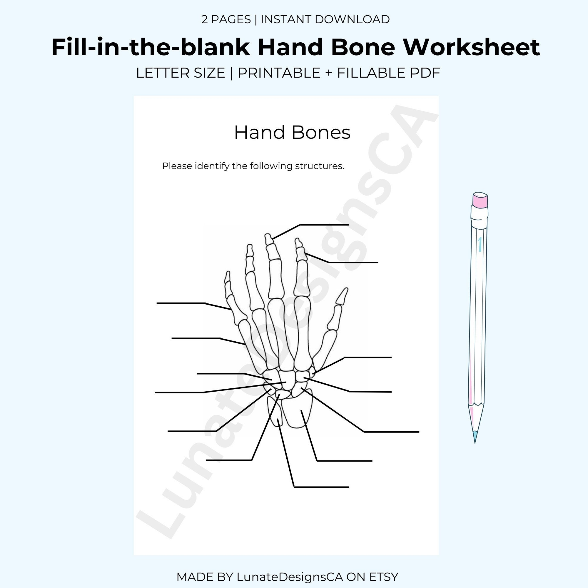Printable Bone Anatomy Worksheets