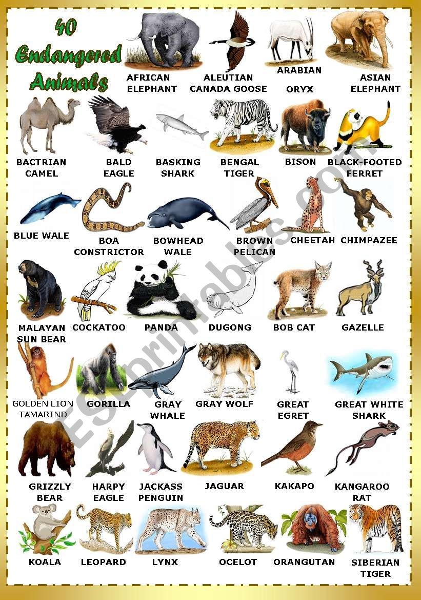 Endangered Animals Worksheet Printable