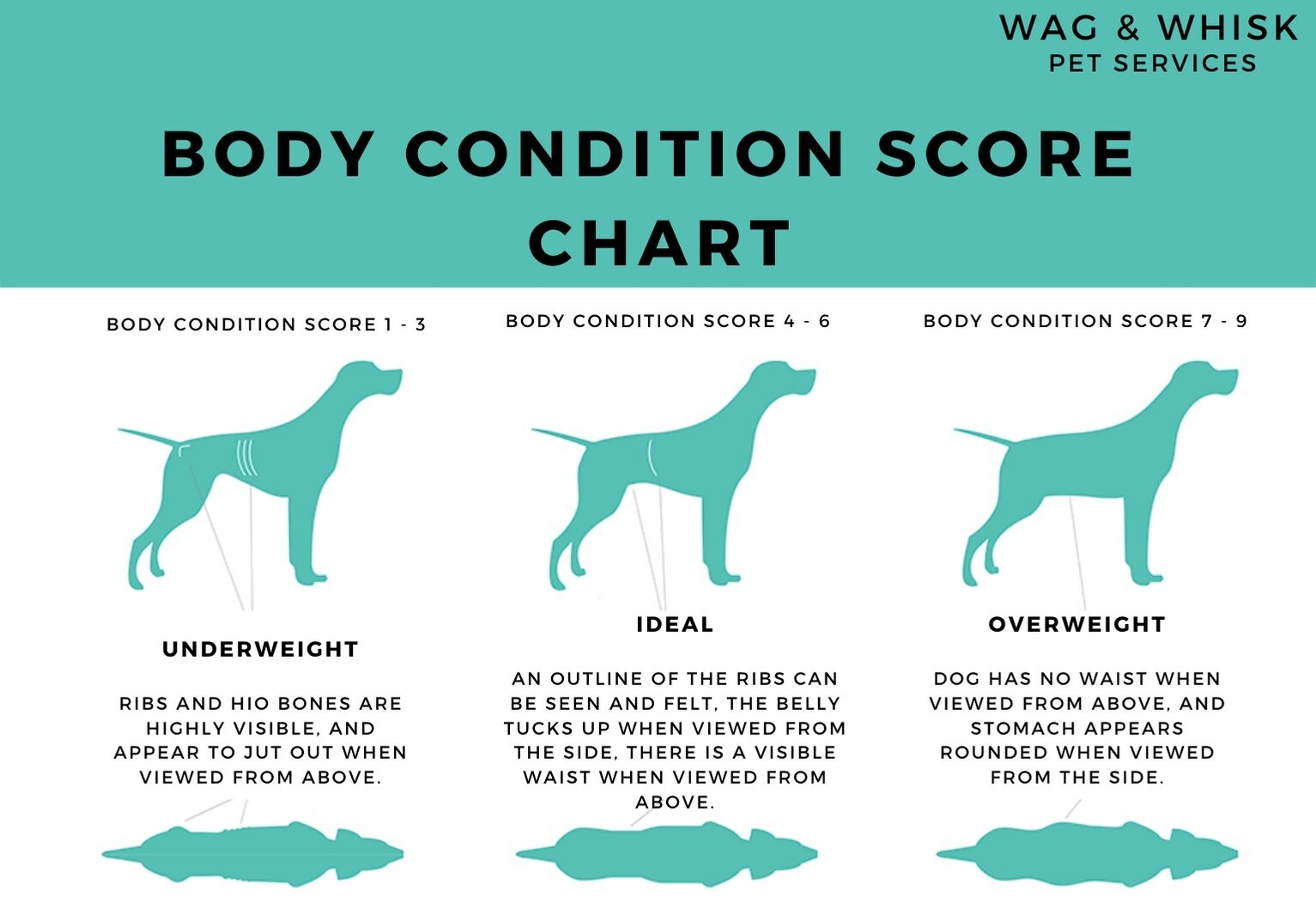 FIND OUT YOUR DOG S BODY CONDITION SCORE WAG WHISK