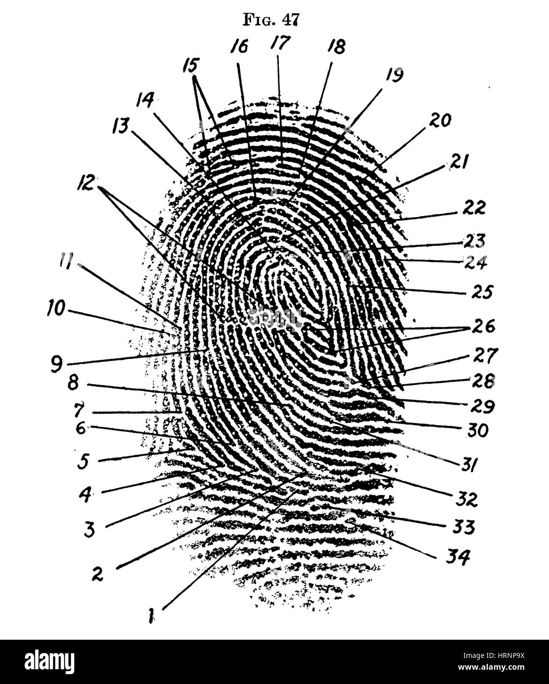 Fingerprint Instruction Black And White Stock Photos Images Alamy Fingerprint Instruction Black And White Stock Photos Images Alamy
