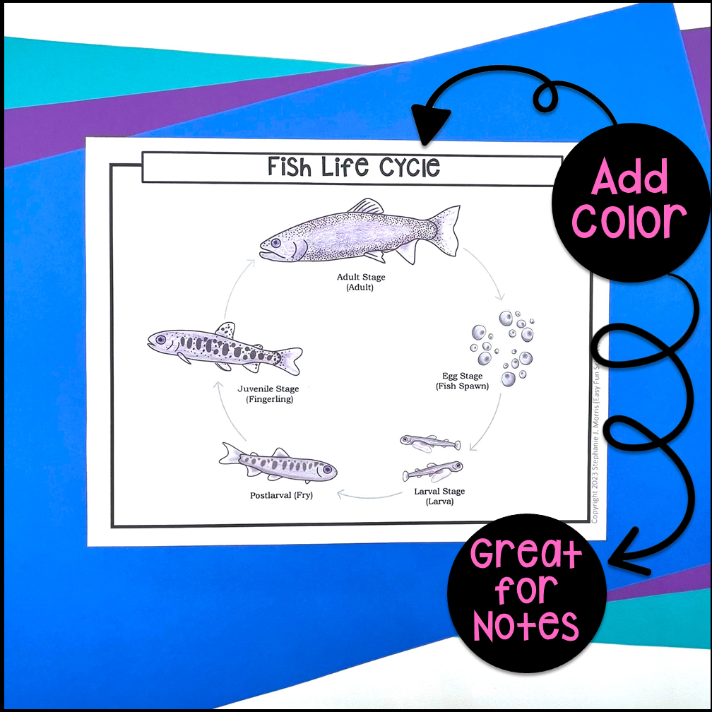 Fish Life Cycle Made By Teachers