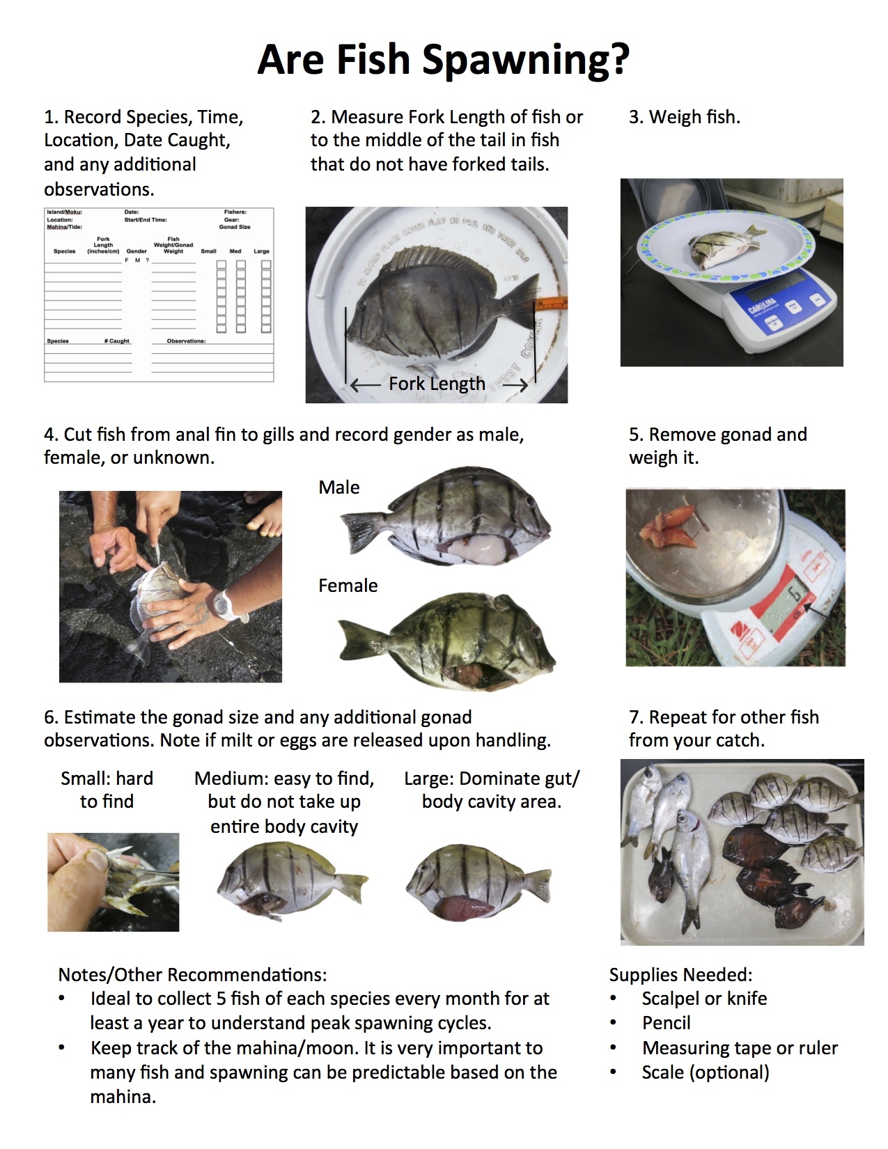 Fish Spawning Guides Hawaiian Moon Calendar Project