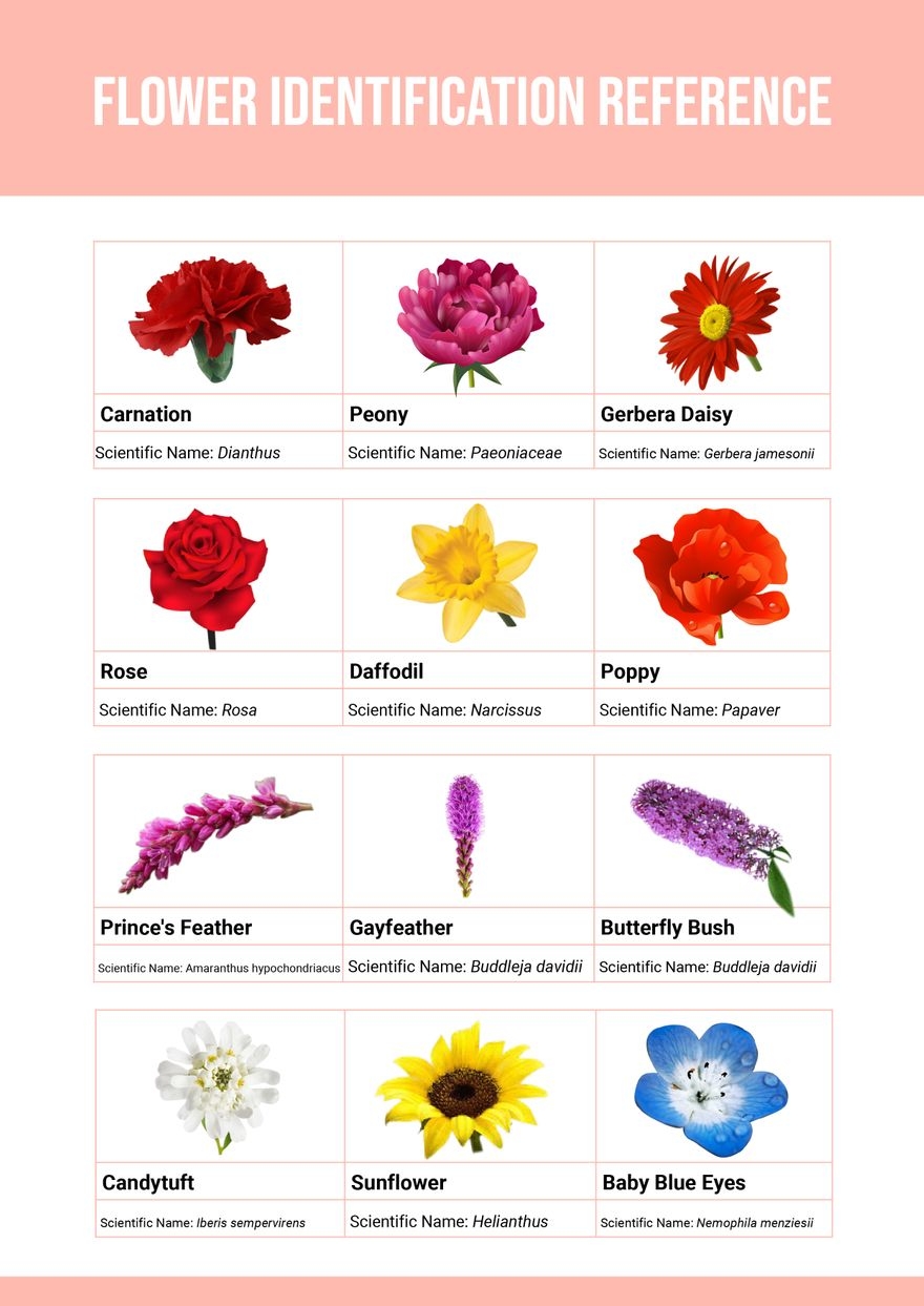 Flower Identification Chart In Illustrator PDF Download Template