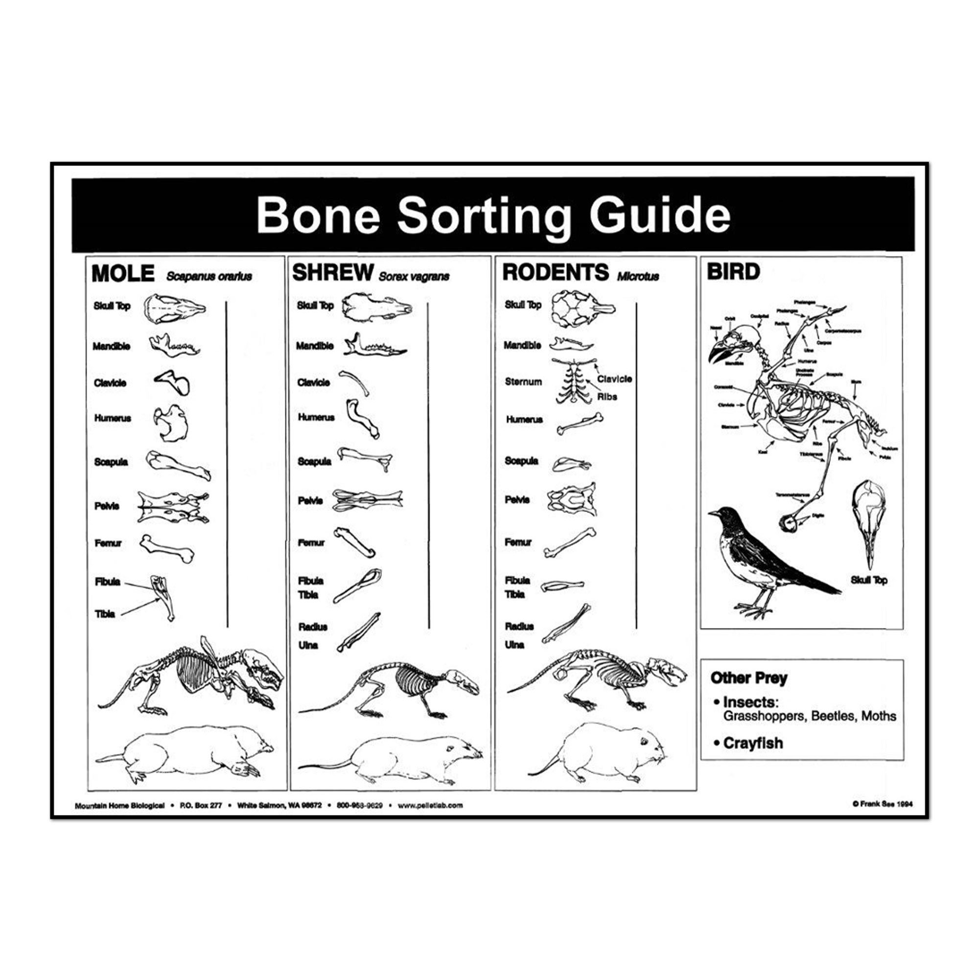 For Dissection Jumbo Owl Pellets Pack Of 5 With Bone Sorting Sheet Inc Where To Find
