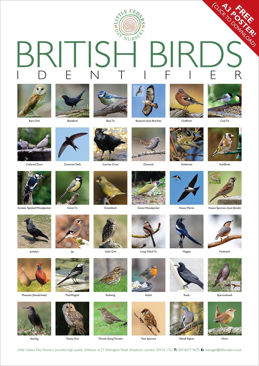 Free Bird Spotting Activity Poster For Children Incl Under 5s