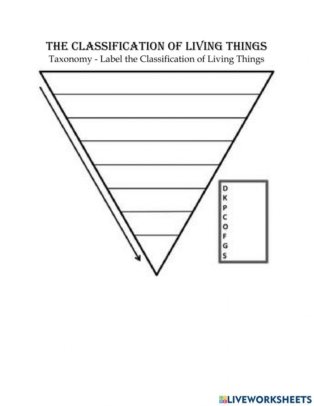 Free Levels Of Classification Worksheet Download Free Levels Of Classification Worksheet Png Images Free Worksheets On Clipart Library