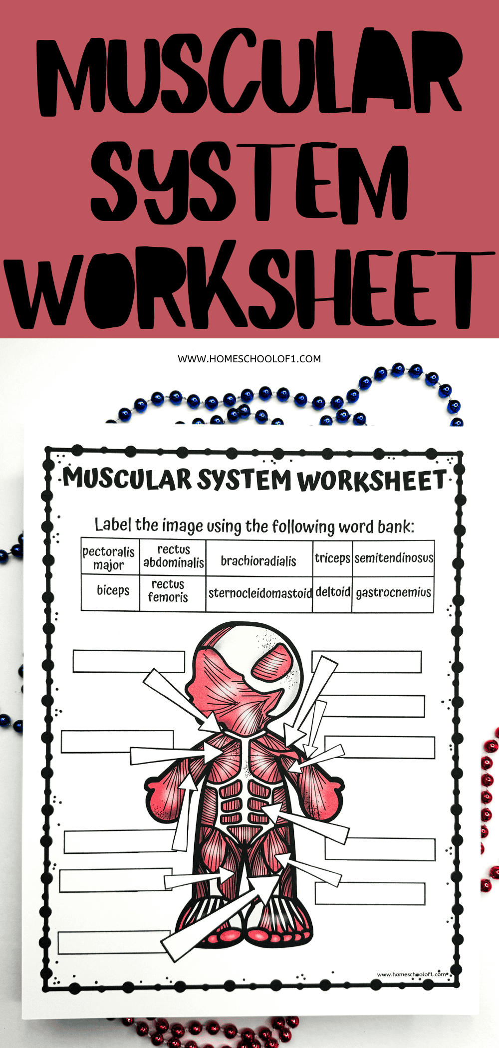 Muscular System Printable Worksheets