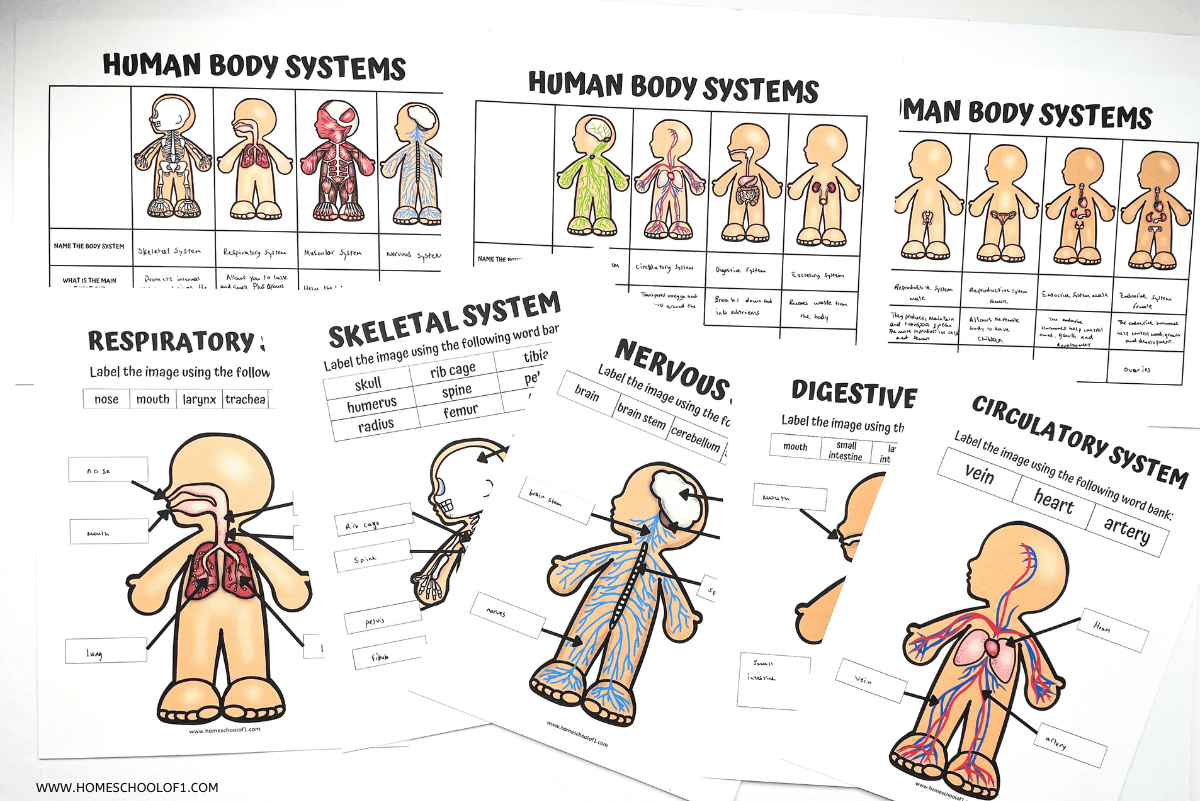 Free Printable Human Body Systems Worksheets For Kids