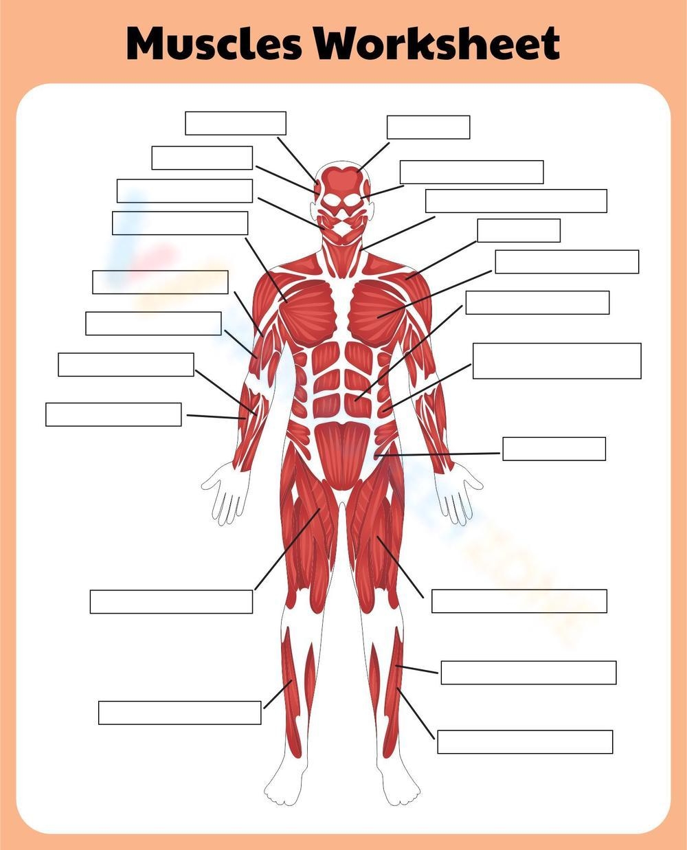 Free Printable Muscular System Worksheet Collection Worksheets Library