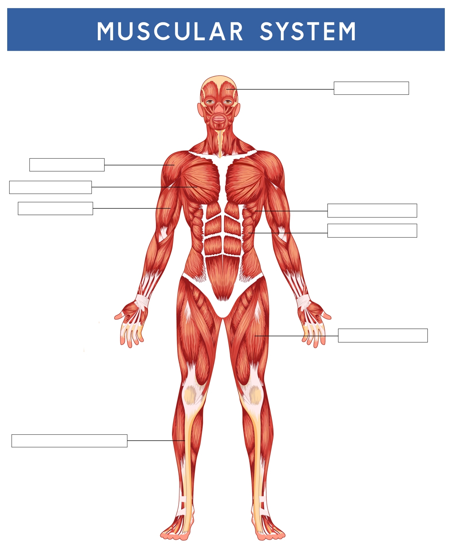 Free Printable Worksheet On Muscular System WorksheetZone Worksheets Library