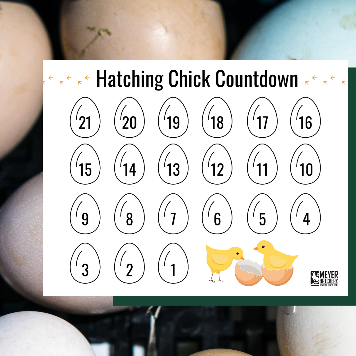 Free Range Freebies From Meyer Hatchery Meyer Hatchery Blog Free Range Freebies From Meyer Hatchery Meyer Hatchery Blog