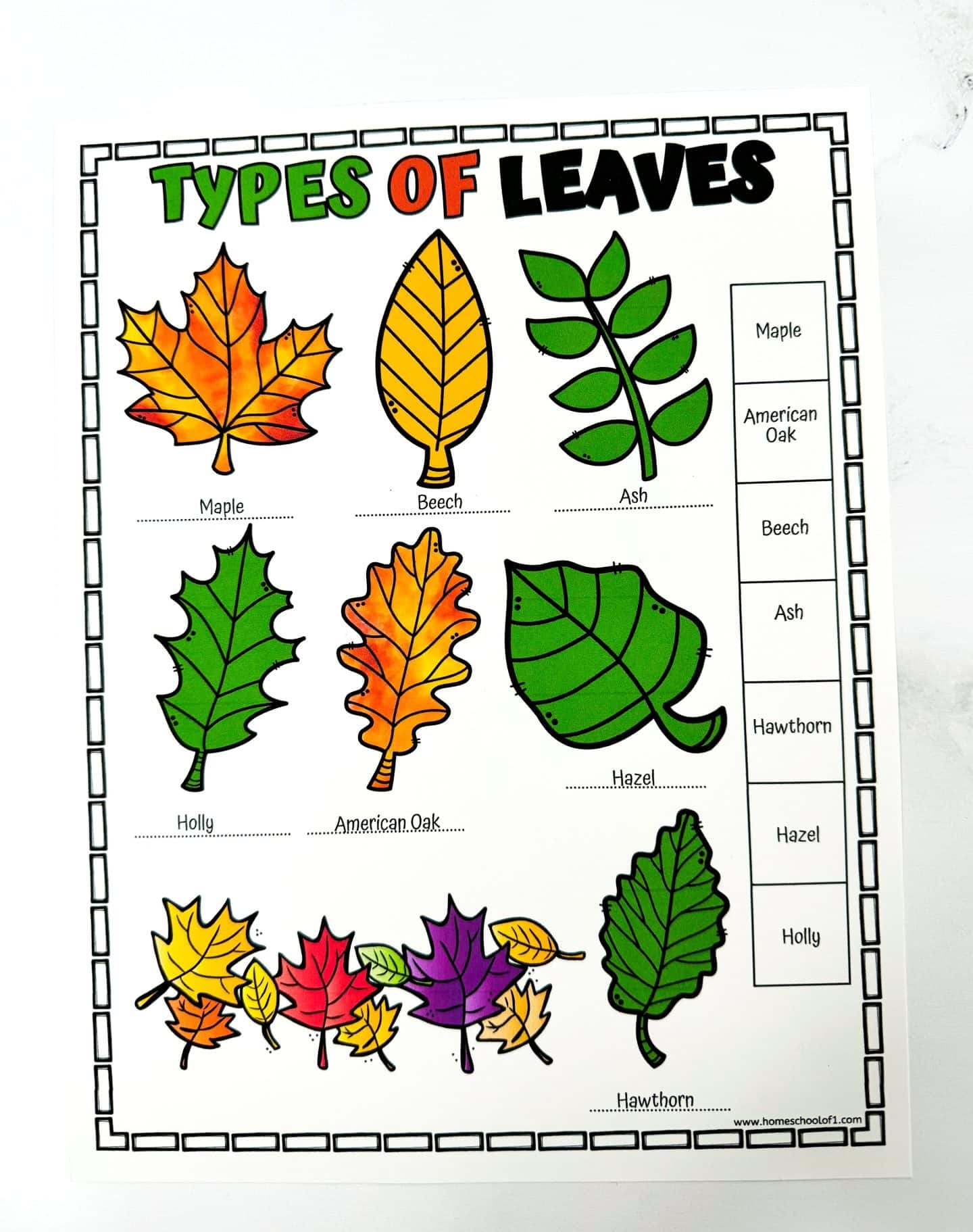 Free Types Of Leaves Worksheet Free Types Of Leaves Worksheet