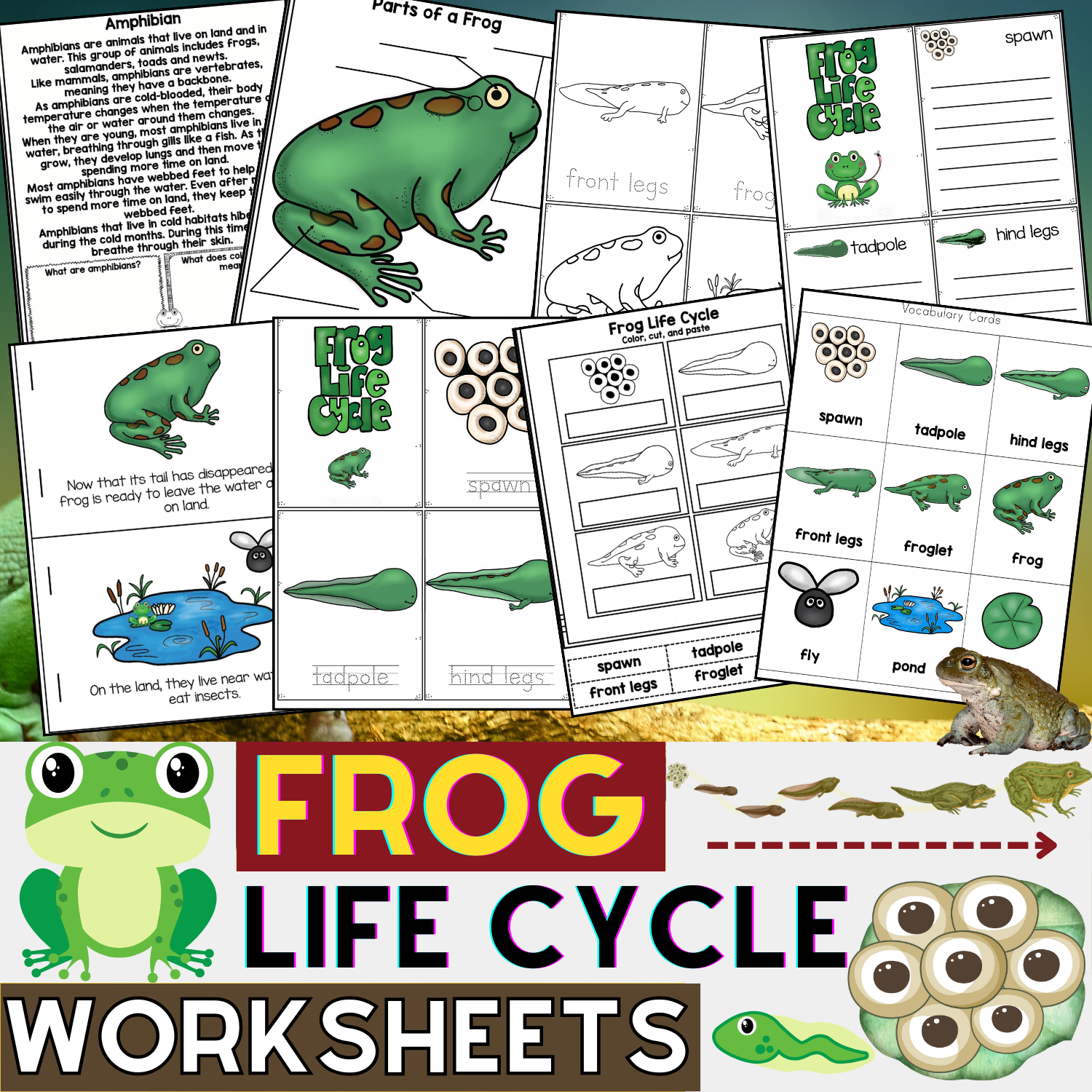 Frog Life Cycle Worksheets Reading Passages Sequencing Activities Spring Made By Teachers