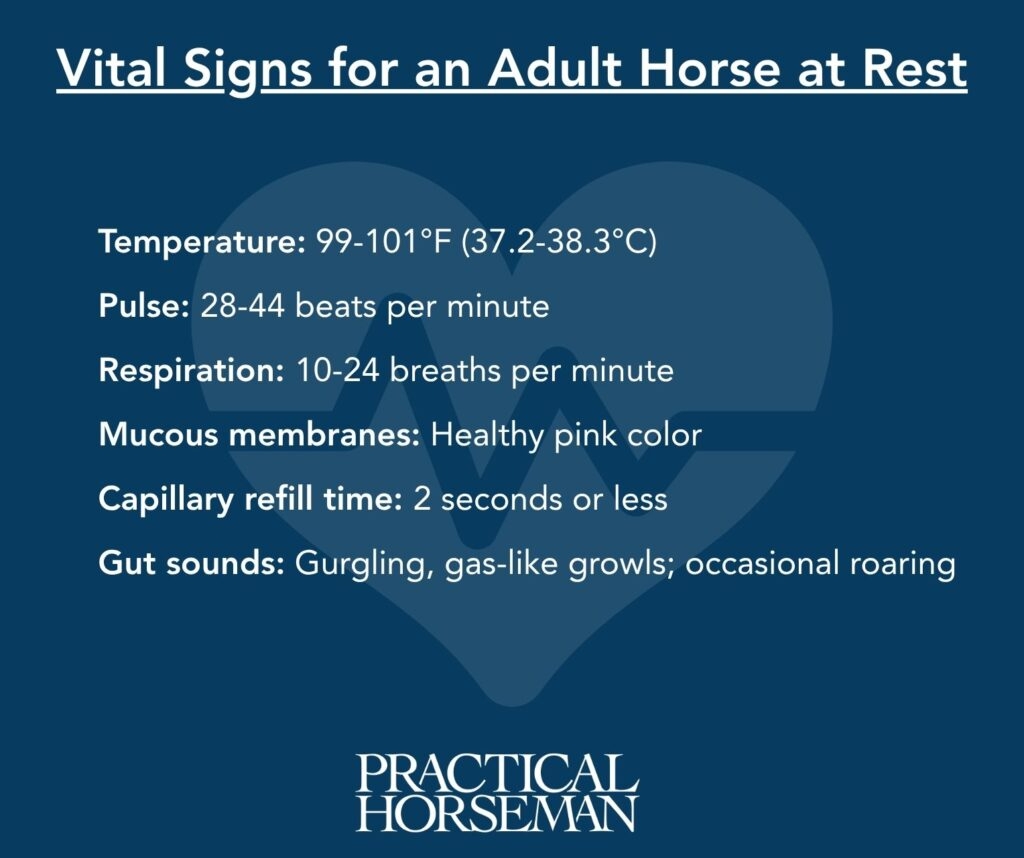From Normal To Not How To Take Accurate Vital Signs Practical Horseman