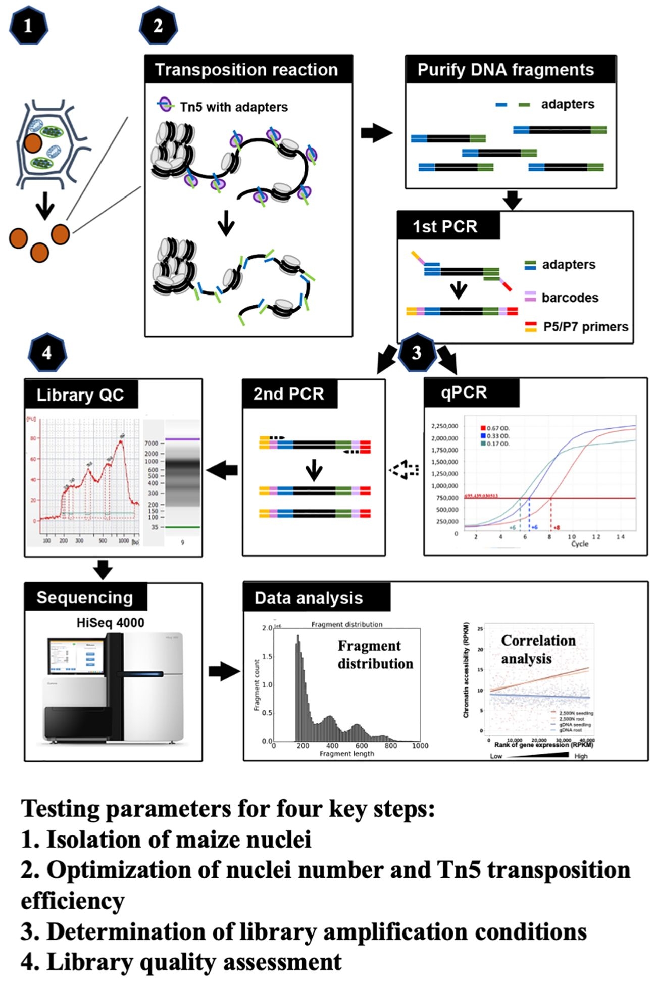 Frontiers Establishing An Optimized ATAC seq Protocol For The Maize