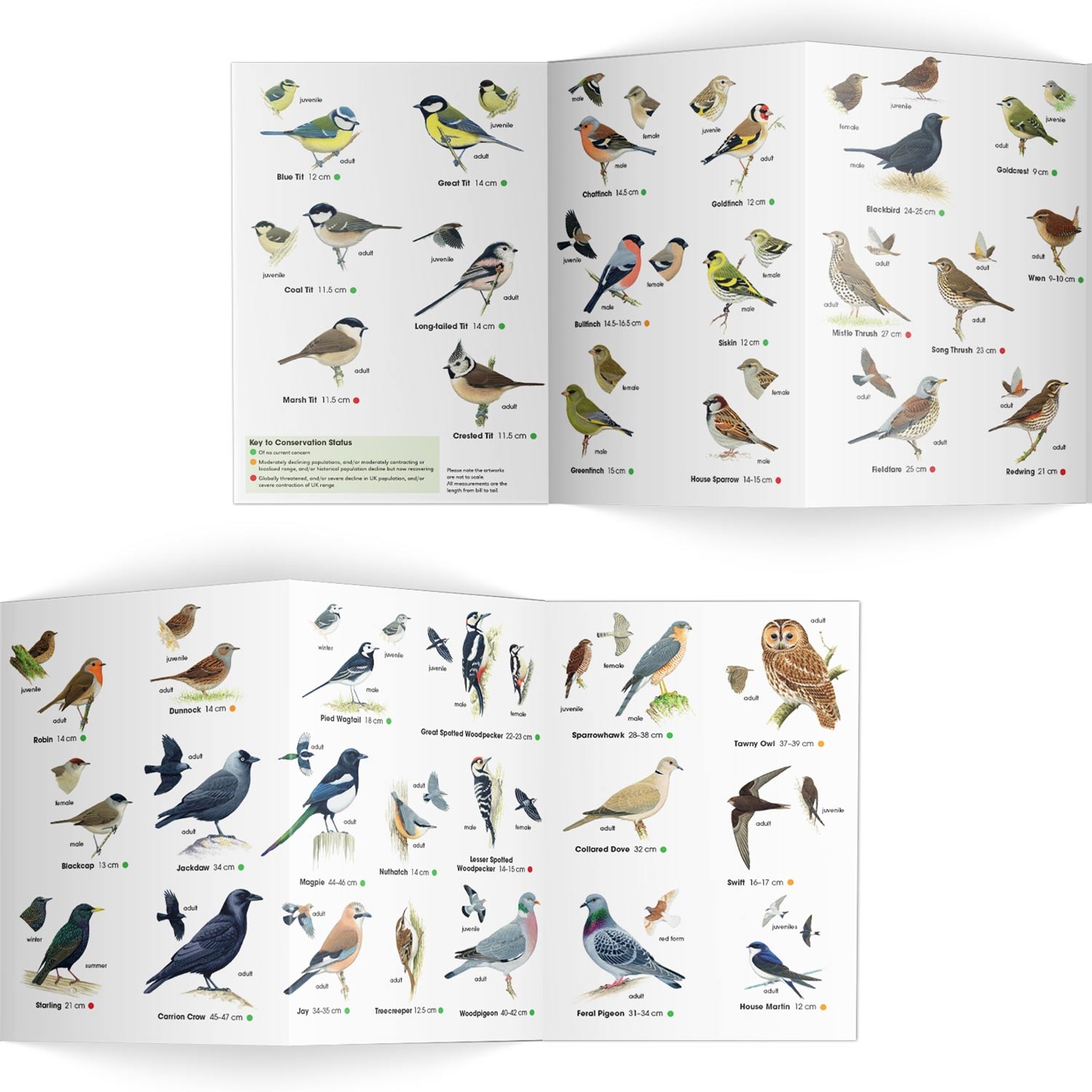 Bird Identification Chart Printable