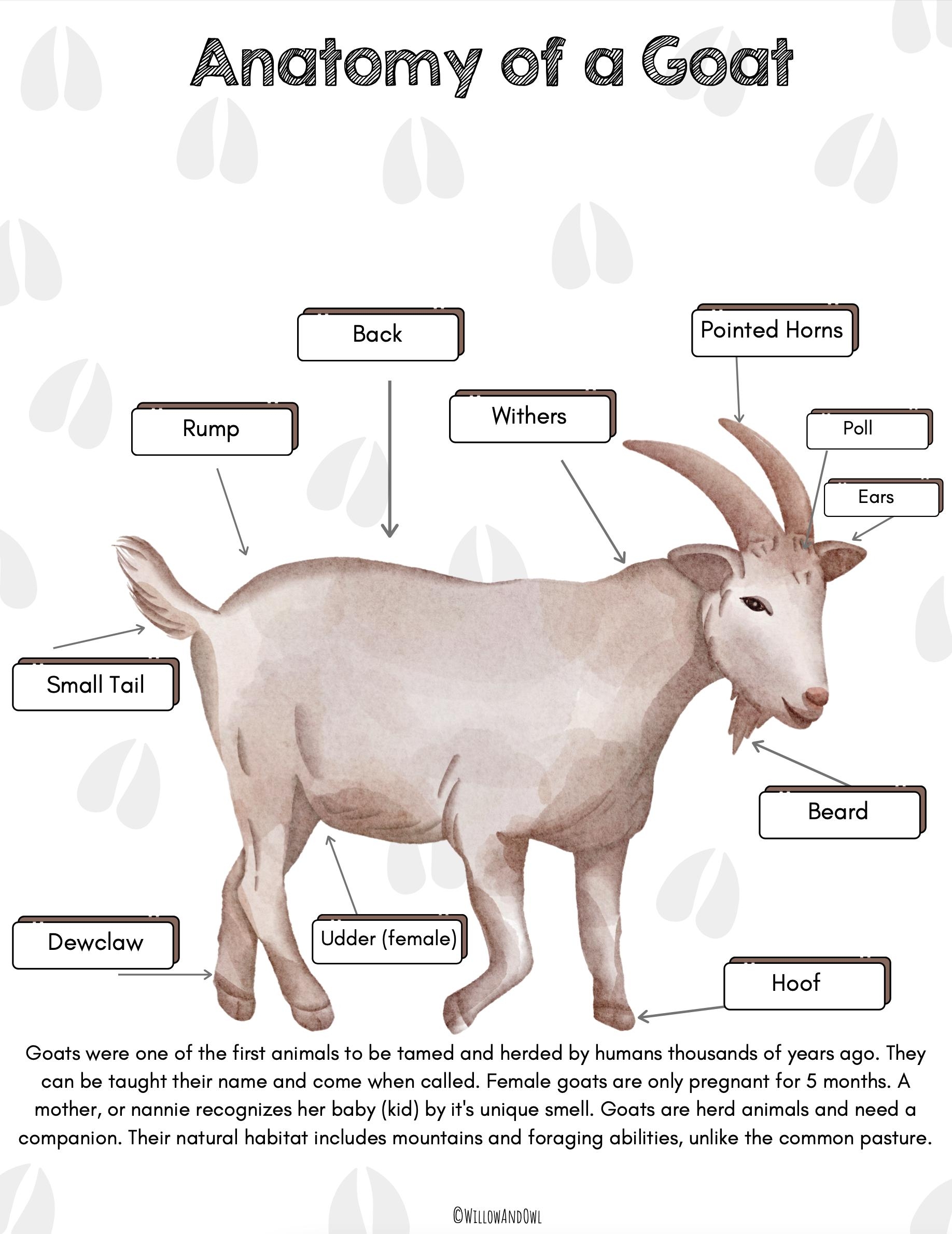 Goat Anatomy Pack Homeschool Anatomy Printable Etsy Goat Anatomy Pack Homeschool Anatomy Printable Etsy