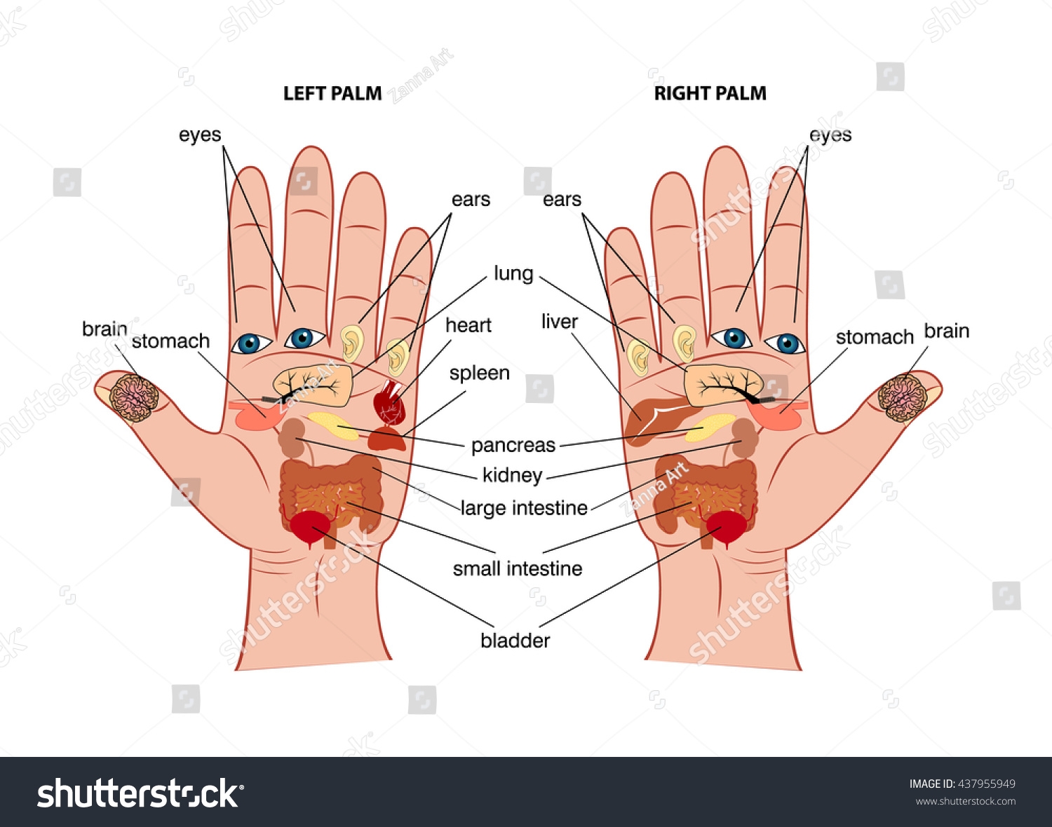Hand Reflexology Chart Stock Vector Royalty Free 437955949 Shutterstock