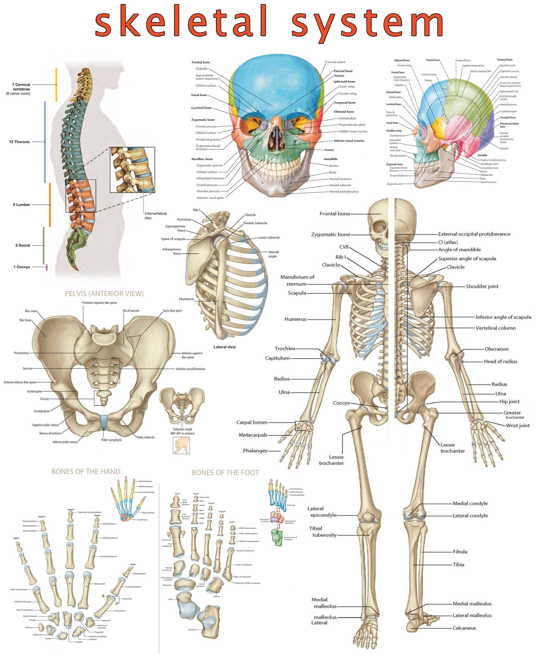 High resolution Skeletal System Poster Visual Guide digital PDF Etsy