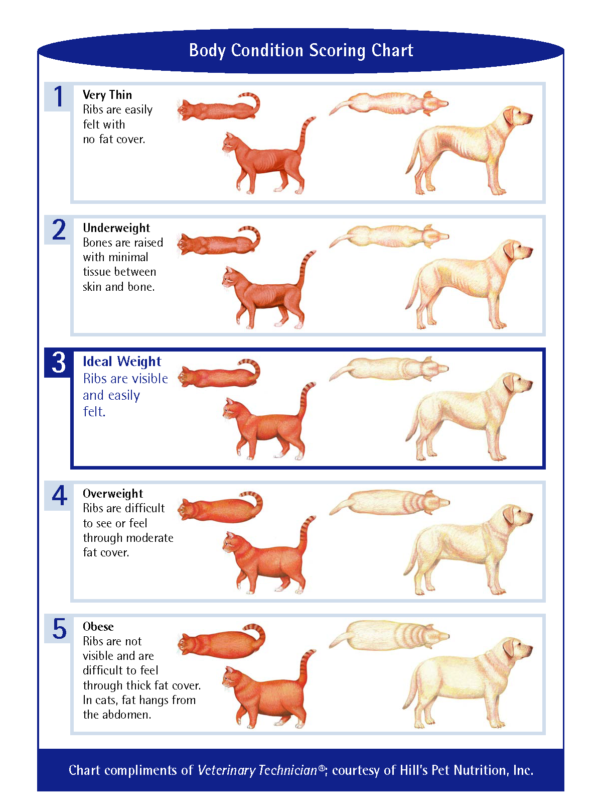 Hill s Body Condition Scoring Chart VetFolio