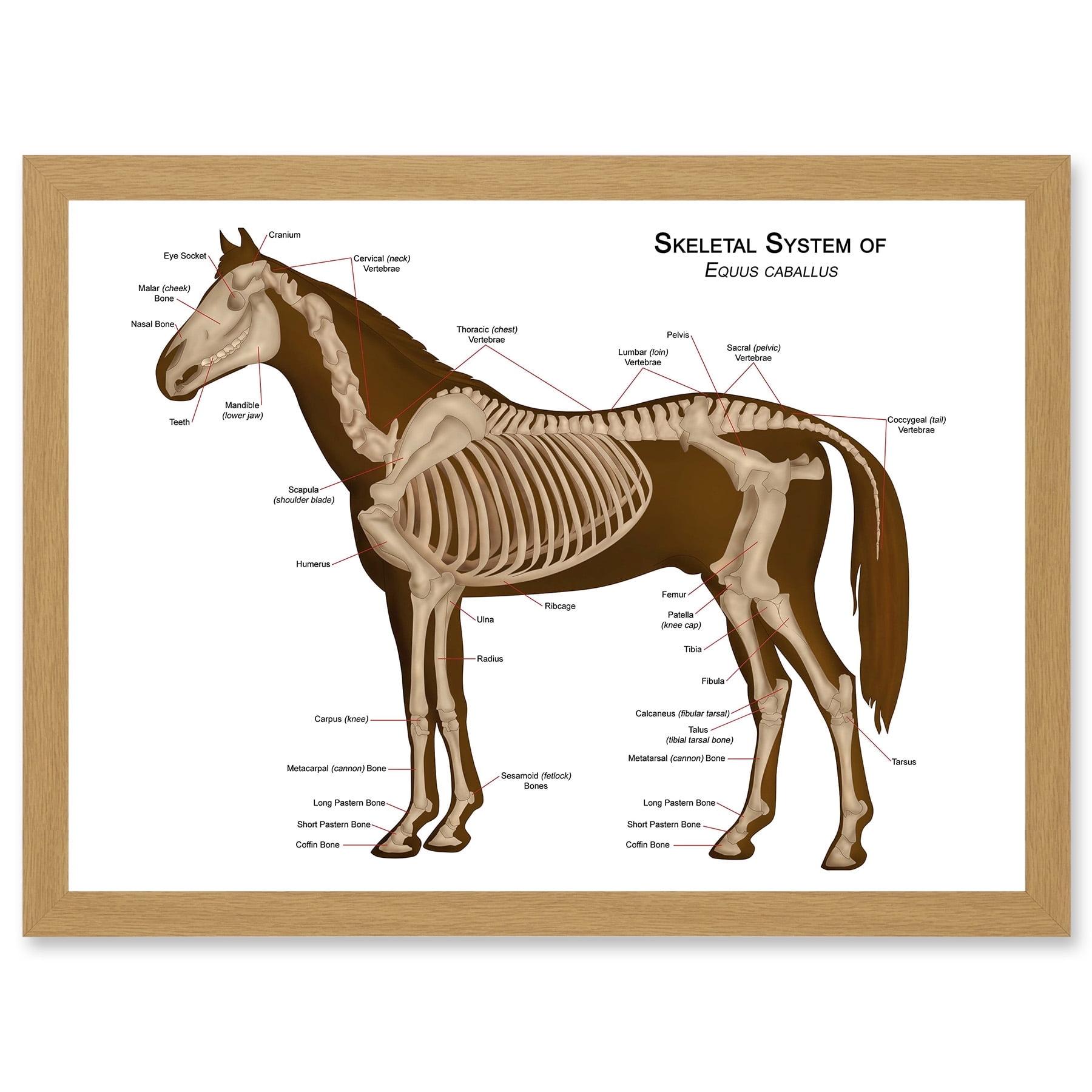 Horse Anatomy Diagram Vets Animals Skeleton Bones A4 Artwork Framed Wall Art Print Walmart