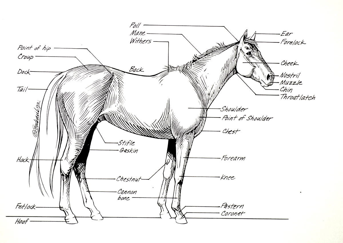 Horse Anatomy I Mikki Senkarik