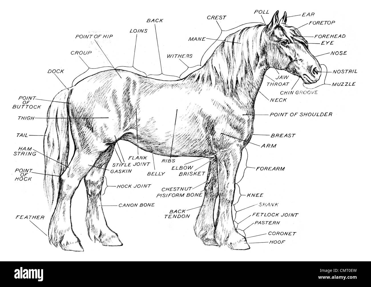 Horse Anatomy Print Black And White Stock Photos Images Alamy