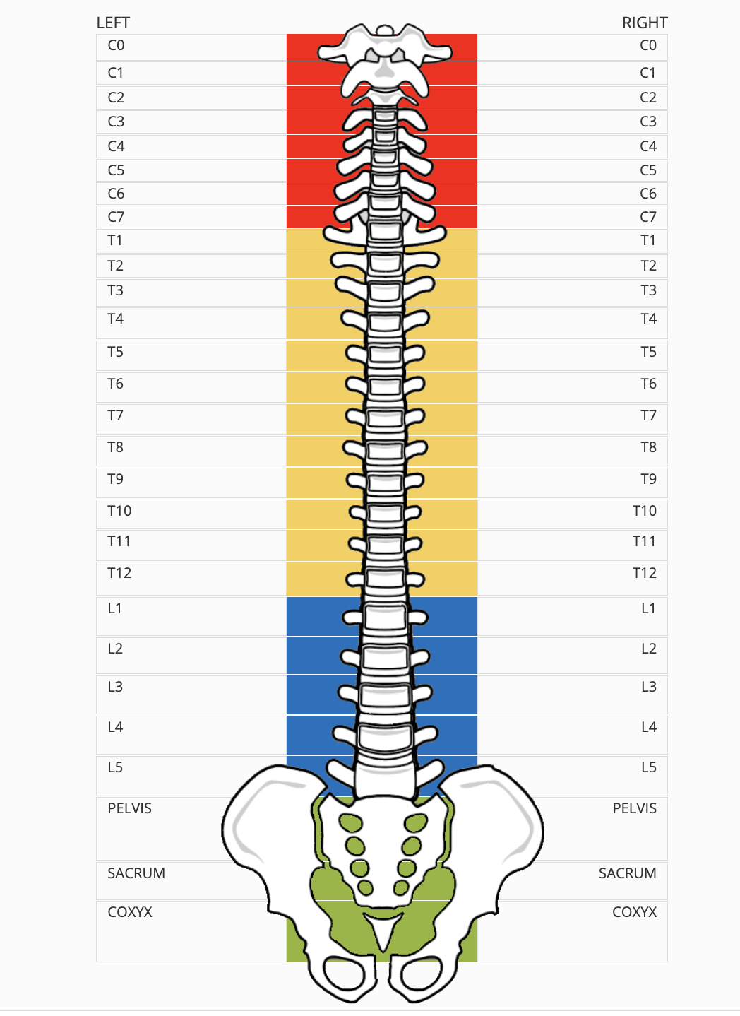 How To Chart The Spine In A Treatment Note Support Resource Hub How To Chart The Spine In A Treatment Note Support Resource Hub