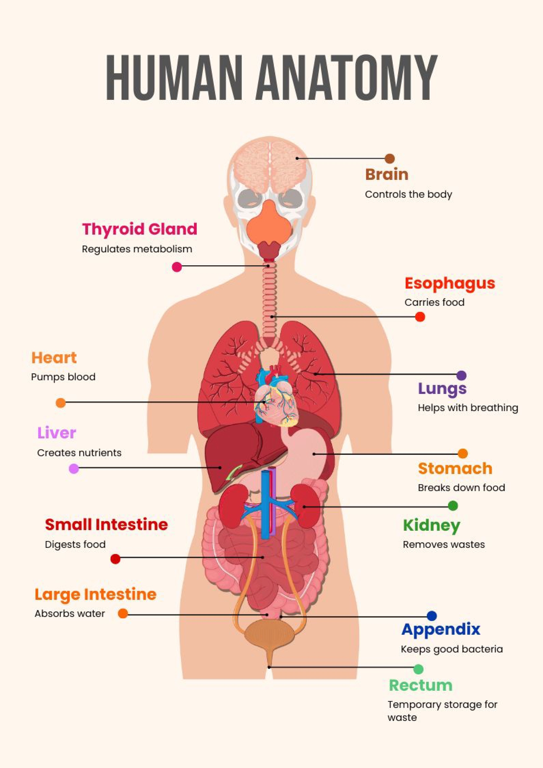 Free Printable Human Anatomy Charts
