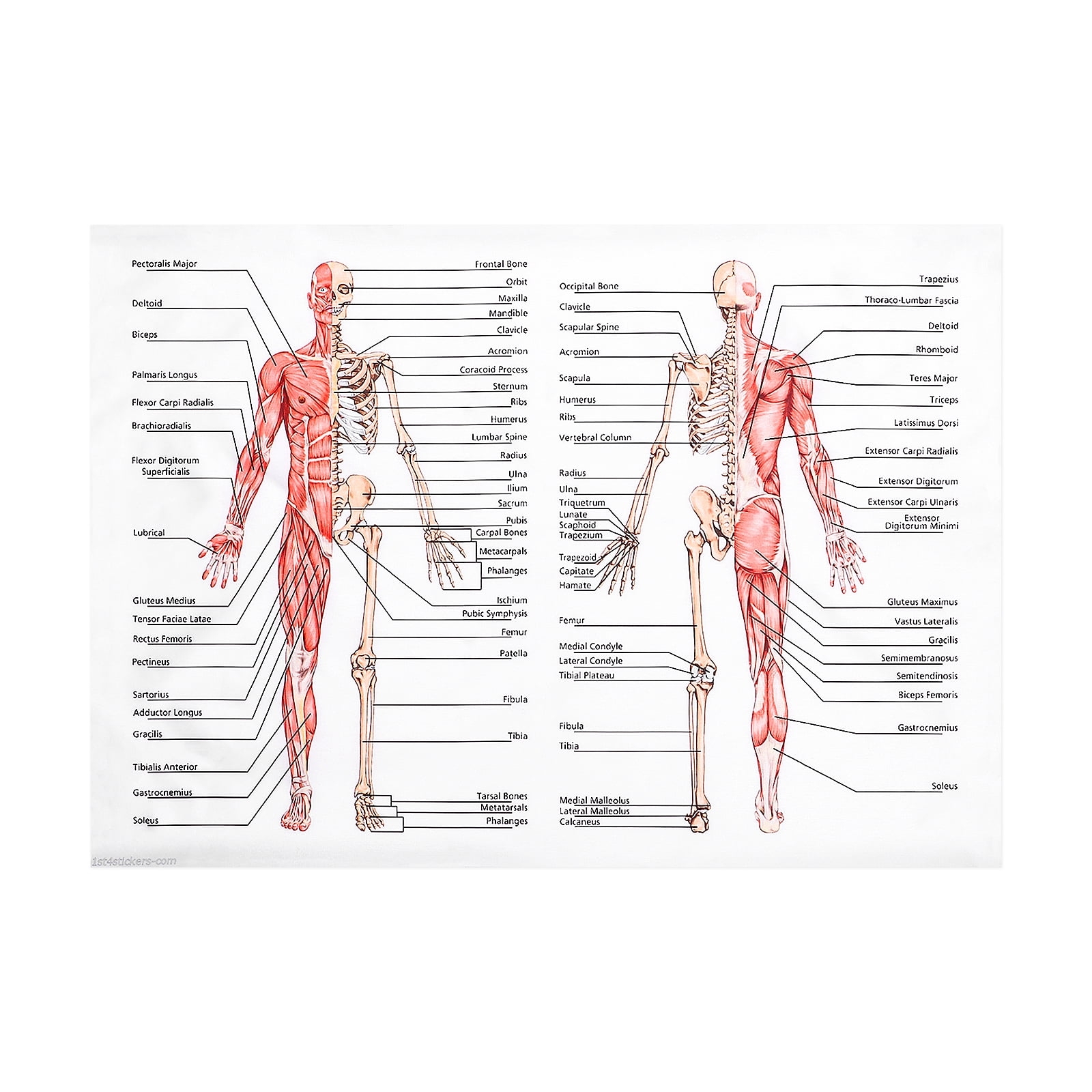 Human Anatomy Wall Chart Poster With Muscle And Brain Models For Educational And Medical Study Walmart