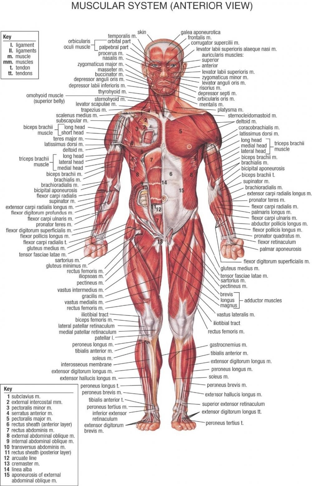 Printable Body Muscle Chart