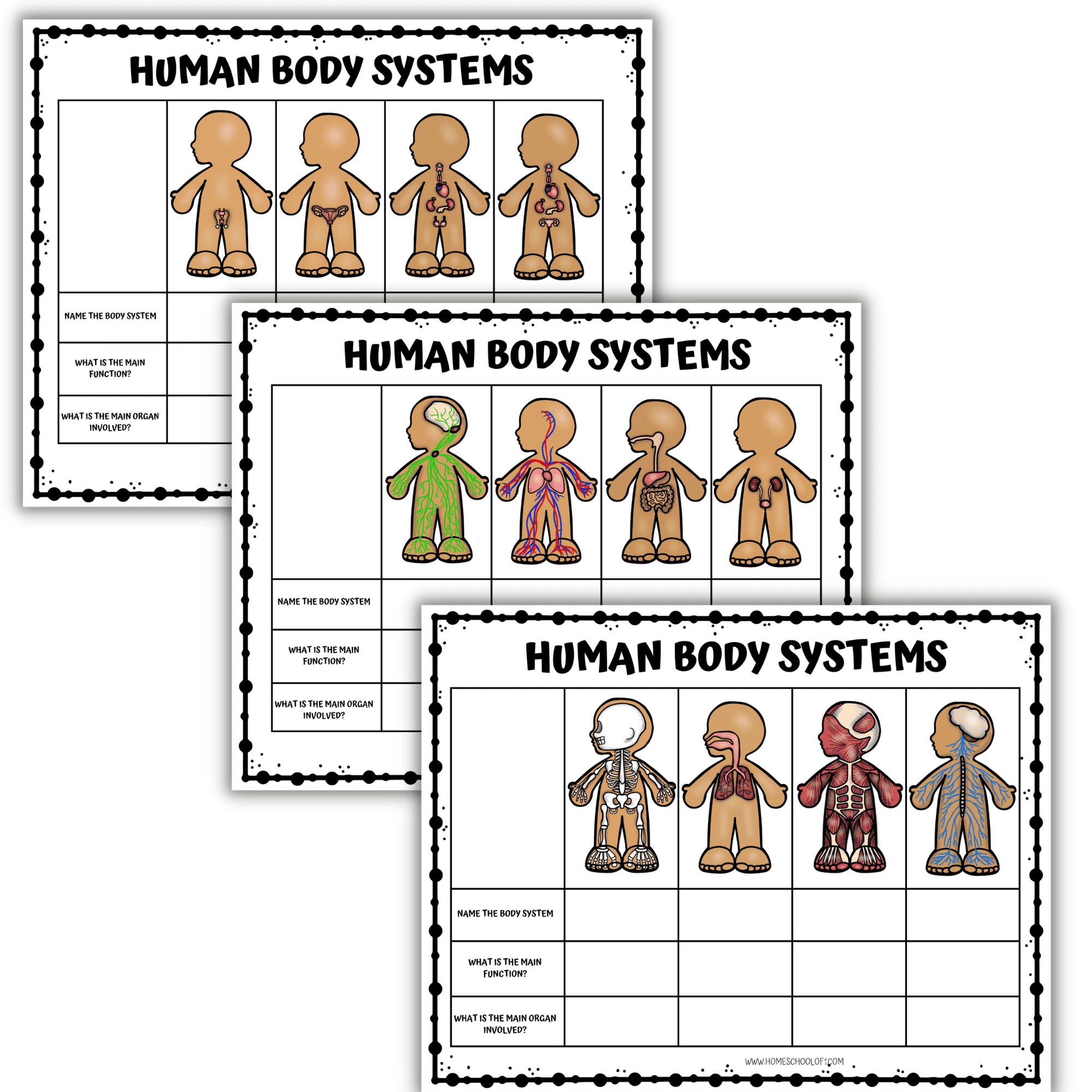 Free Printable Human Body Systems Worksheets
