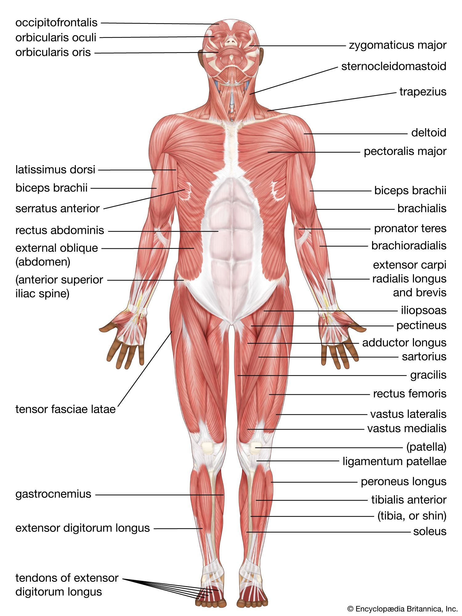 Human Muscle System Functions Diagram Facts Britannica