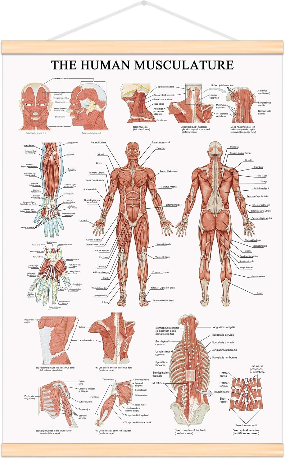 Printable Muscle Anatomy Chart