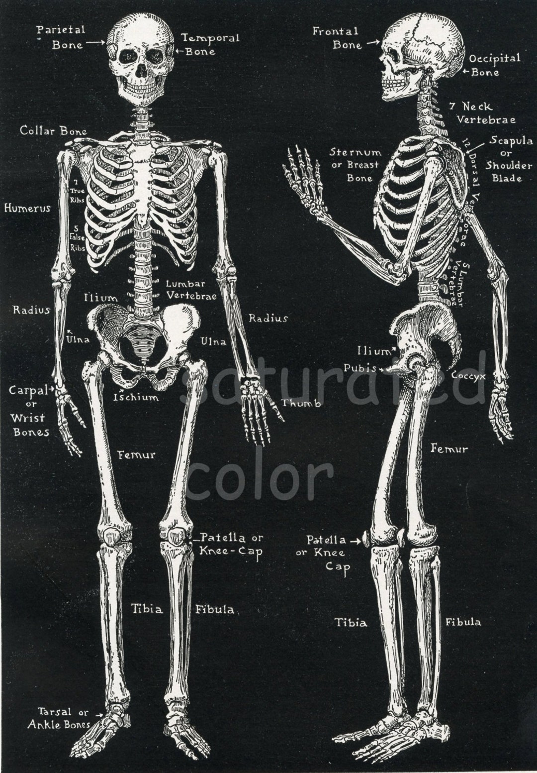 Human Skeleton Anatomy Vintage 1940s High Res DIGITAL IMAGE Diagram Bones Bony Scaffolding Of Man s Body Etsy