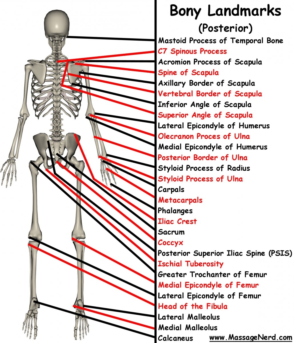 Human Skeleton COMD 1231 Figure Drawing D162 FA2017