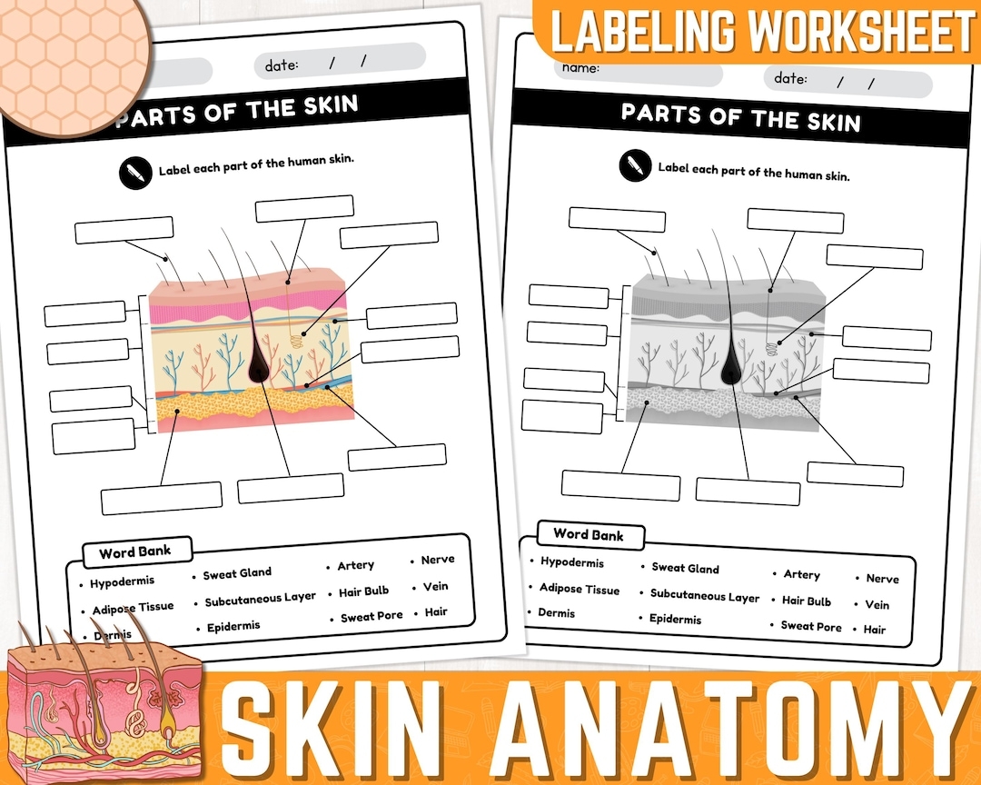 Human Skin Parts Labeling Worksheet Anatomy Of The Skin Parts Of The Human Skin Worksheets Instant Download Printable PDF Etsy