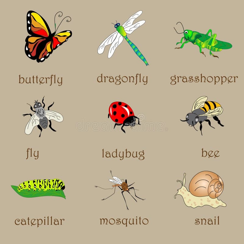 Insects Chart Stock Illustrations 43 Insects Chart Stock Illustrations Vectors Clipart Dreamstime
